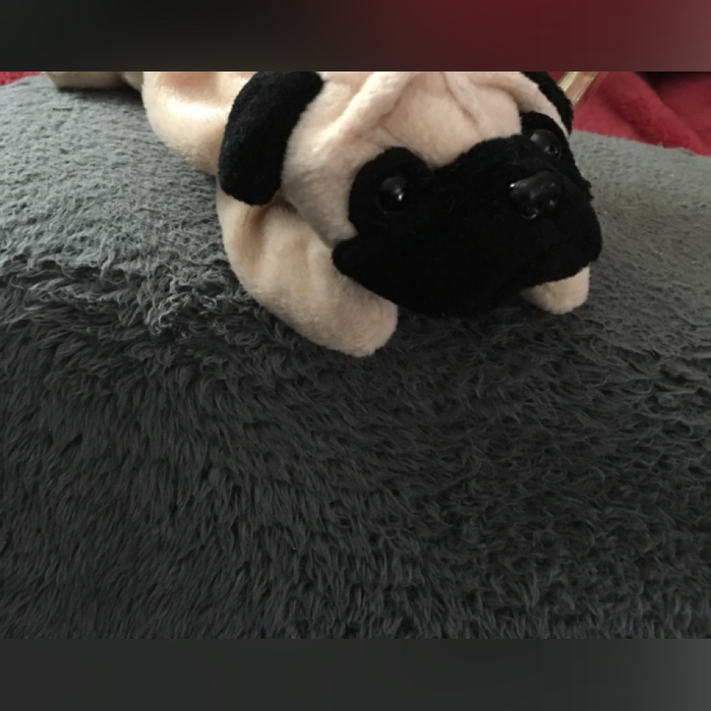 Beanie, baby pug